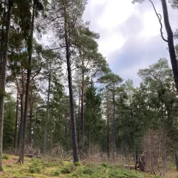 Tisvilde Hegn - Gribskov