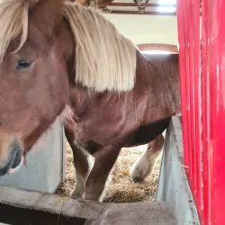 Grindsted Museum - Grindsted