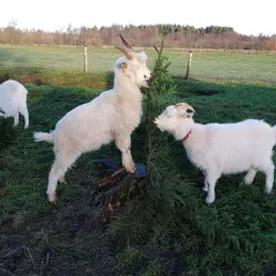 Grindsted Museum - Grindsted