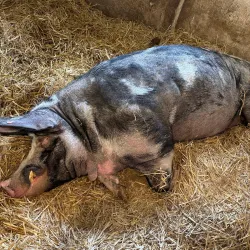 Grindsted Museum - Grindsted