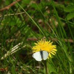 Grindsted Nature Reserve - Grindsted