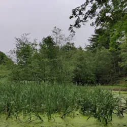 Grindsted Nature Reserve - Grindsted