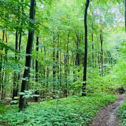 Charlottenlund Forest (Charlottenlund Skov) - Hellerup