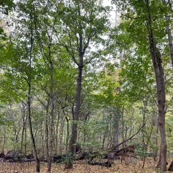 Charlottenlund Forest (Charlottenlund Skov) - Hellerup