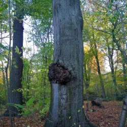 Charlottenlund Forest (Charlottenlund Skov) - Hellerup