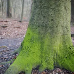 Charlottenlund Forest (Charlottenlund Skov) - Hellerup