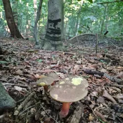 Charlottenlund Forest (Charlottenlund Skov) - Hellerup