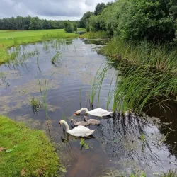 Herning Golf Club - Herning