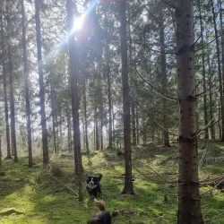 Gribskov Forest - Hillerod