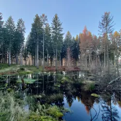 Gribskov Forest - Hillerod