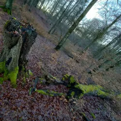 Gribskov Forest - Hillerod