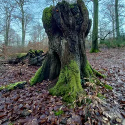 Gribskov Forest - Hillerod