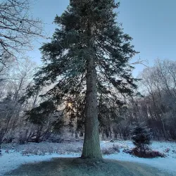 Gribskov Forest - Hillerod