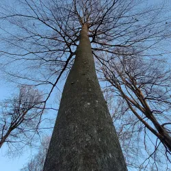 Gribskov Forest - Hillerod