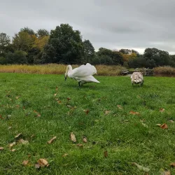Hjørring City Park (Byparken) - Hjorring