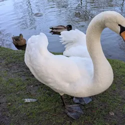 Hjørring City Park (Byparken) - Hjorring