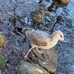 Hjørring City Park (Byparken) - Hjorring