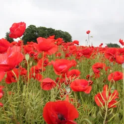 Tuse Næs - Holbæk (Holbaek)