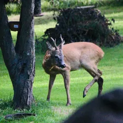 Tuse Næs - Holbæk (Holbaek)