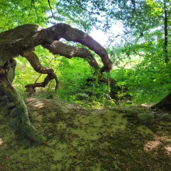 Folehaven Forest - Hørsholm
