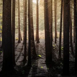 Folehaven Forest - Hørsholm