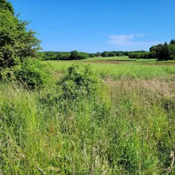 Folehaven Forest - Hørsholm