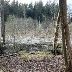 Folehaven Forest - Hørsholm