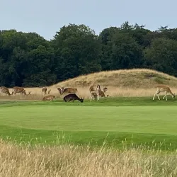 Hirschholm Palace Ruins - Hørsholm
