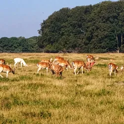 Hirschholm Palace Ruins - Hørsholm