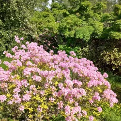 Hørsholm Arboretum - Hørsholm