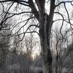 Hørsholm Arboretum - Hørsholm