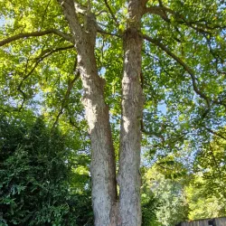 Hørsholm Arboretum - Hørsholm