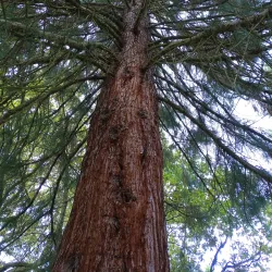 Hørsholm Arboretum - Hørsholm