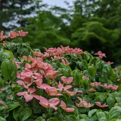 Hørsholm Arboretum - Hørsholm