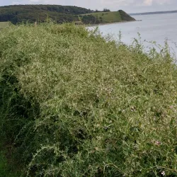 The Old Town Hall (Det Gamle Rådhus) - Kalundborg
