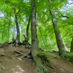 Mølleåen Trail - Kongens Lyngby