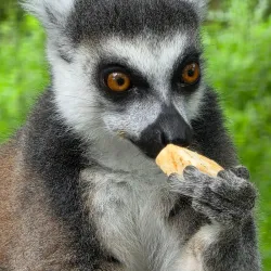 Knuthenborg Safaripark - Lolland