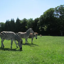 Knuthenborg Safaripark - Lolland