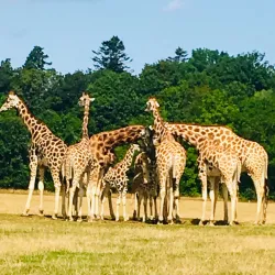 Knuthenborg Safaripark - Lolland