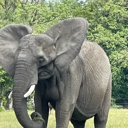 Knuthenborg Safaripark - Lolland