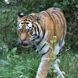 Knuthenborg Safaripark - Lolland