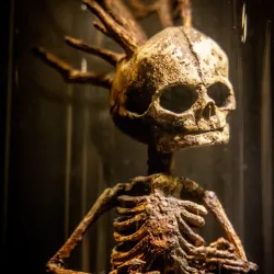 Lolland Falster Museum - Lolland