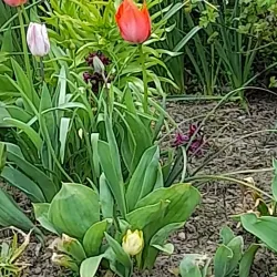 Nakskov Shipyard Museum - Lolland