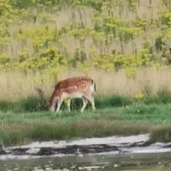 Fænø Island - Middlefart