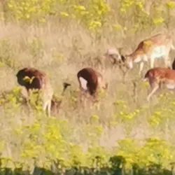 Fænø Island - Middlefart