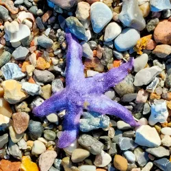 Strib Beach - Middlefart