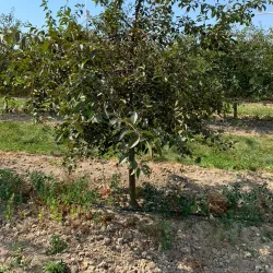 Frederiksdal Kirke (Frederiksdal Church) - Nykobing Falster