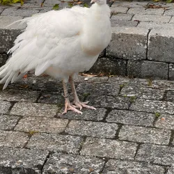 Reventlow Park - Nykobing Falster