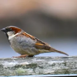 Norsminde Fjord - Odder