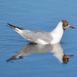 Norsminde Fjord - Odder